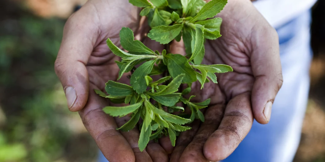 Stevia Leaf Extract, Total Stevia Glycoside 80%~99%, Rebaudioside-a 40%~99%, Enzyme Modified Stevia Glycoside 80%~95%